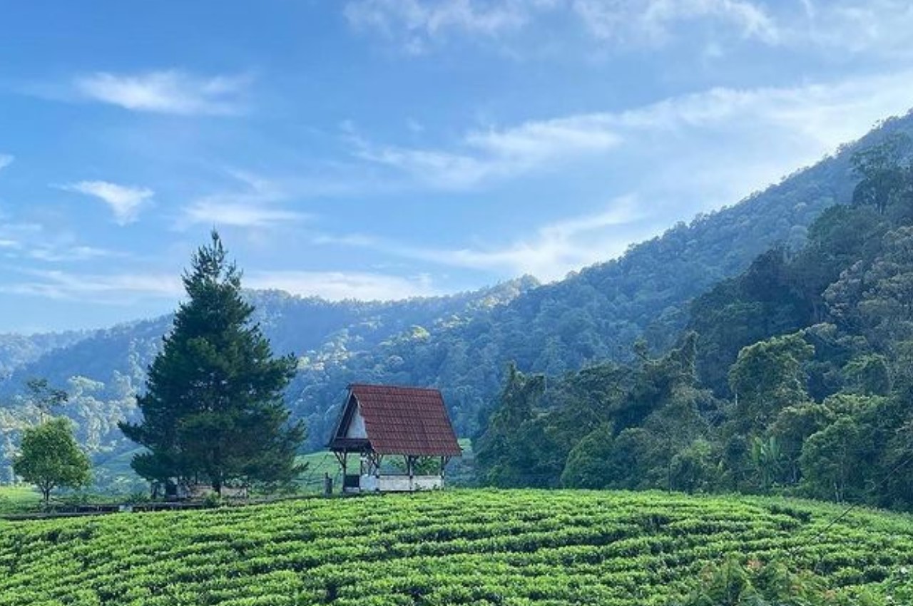 View perkebunan teh di sekitar Telaga Saat Puncak