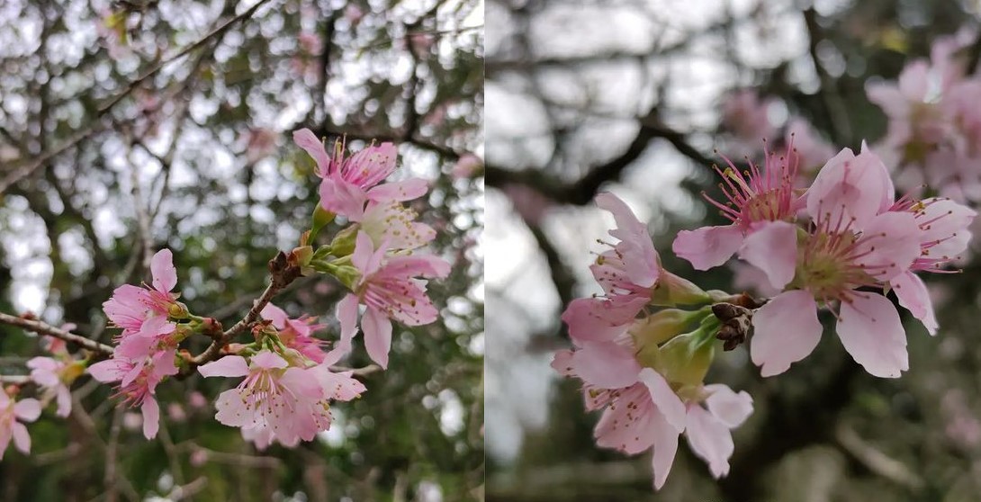 Bunga Sakura di Kebun Raya Cibodas