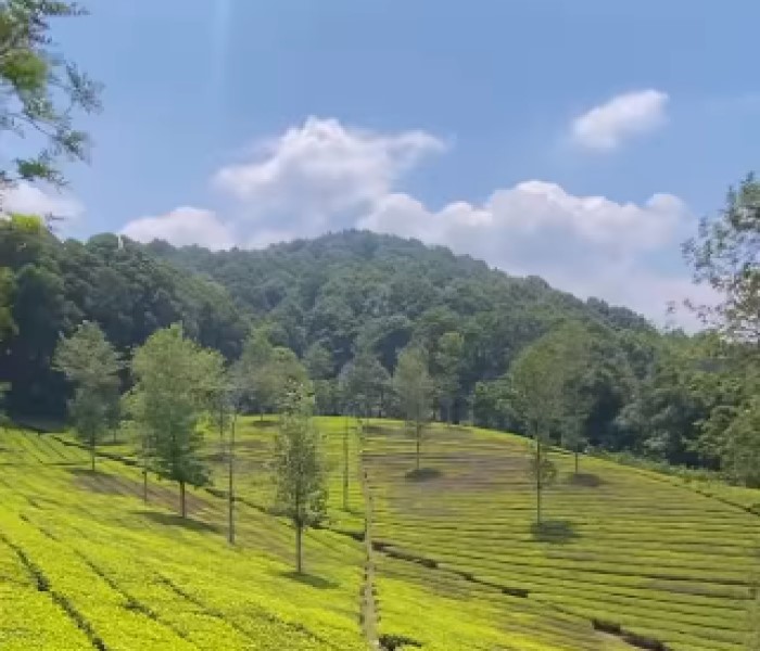 Suasana perkebunan teh Far Hill Pangalengan | Foto: Instagram/@@yoggi130