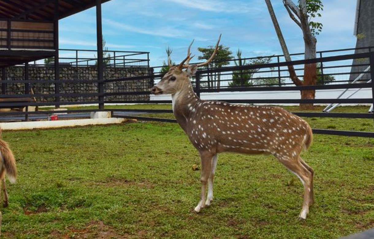 Koleksi sata di mini zoo The Nice Funtastic Park Cianjur