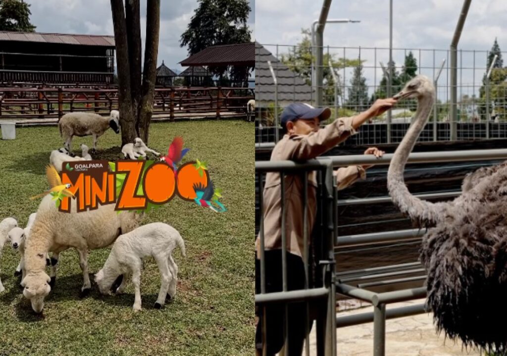 Mini Zoo Goalpara Tea Park bisa menjadi tempat liburan yang seru untuk anak-anak