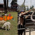 Mini Zoo Goalpara Tea Park bisa menjadi tempat liburan yang seru untuk anak-anak