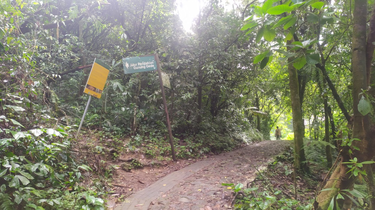 Persimpangan jalan ke air terjun (lurus) dan jalur pendakian Gunung Gede (belok kiri) | Foto: Sapa Bentala