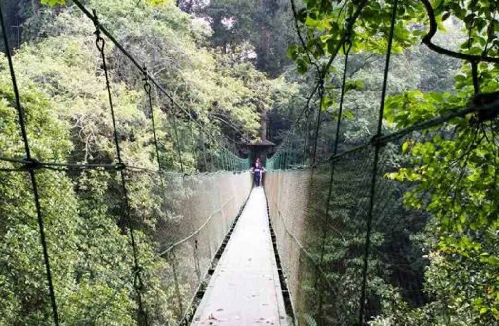 Canopy Trail Ciwalen-Cibodas