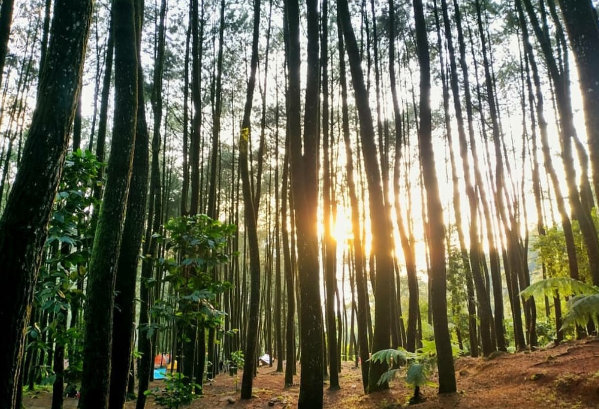 Buper Suaka Elang Loji Bogor | Foto: Googlemaps Ifan Septianto