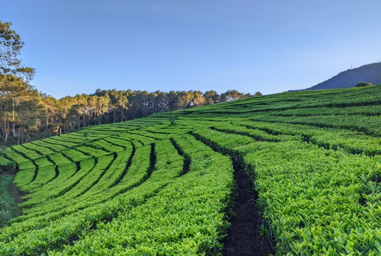 Kebun teh di jalur trekking Ciwangun Indah Camp Lembang | Foto: Googlemaps/Ramadhan Fauzy