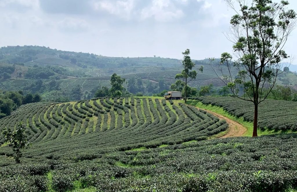 Kebun Teh Cirangsad Bogor