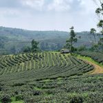 Kebun Teh Cirangsad Bogor