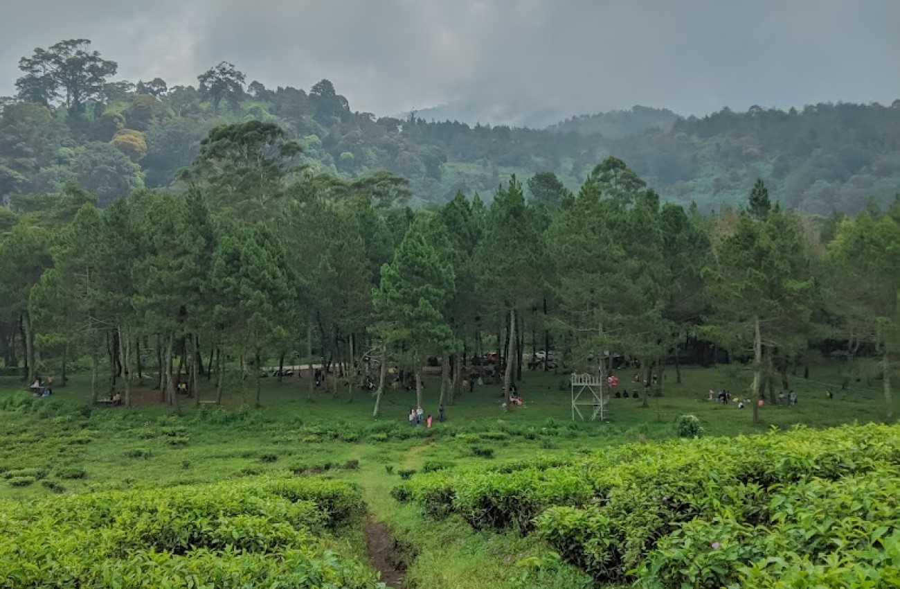 Hutan Pinus Pakawa yang dikelilingi kebun teh | Foto: Googlemaps/Darius Alvino