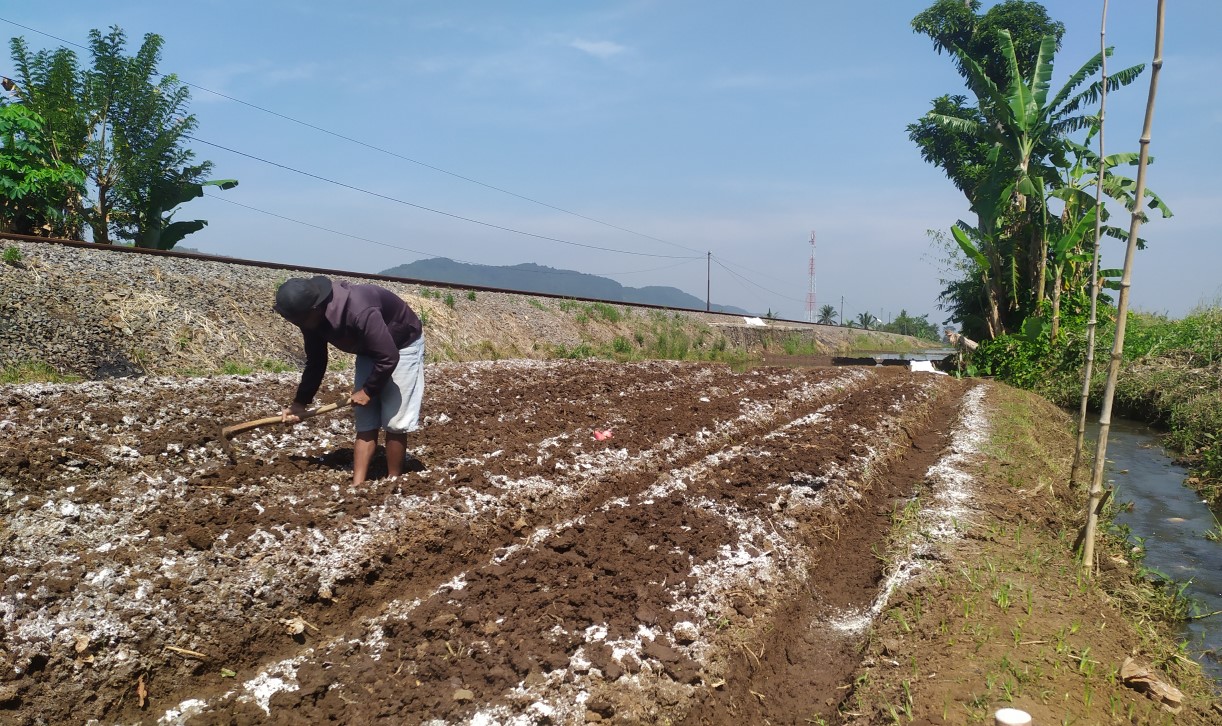 Saat proses olah tanah di lahan pertama, ini kali pertama menanam cabai rawit di kebun beneran dan dibantu seoranng teman