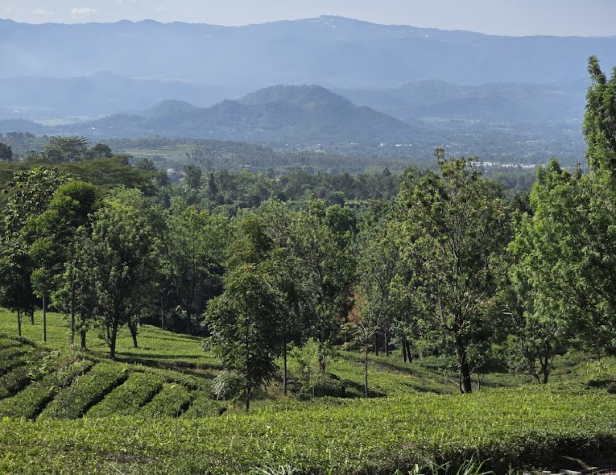 Goalpara Estate Camp Sukabumi | Foto: Gmaps/Andhika Bayu Nugraha